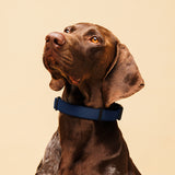 Navy Blue Dog Collar - Extremely Stoked® Pet Apparel